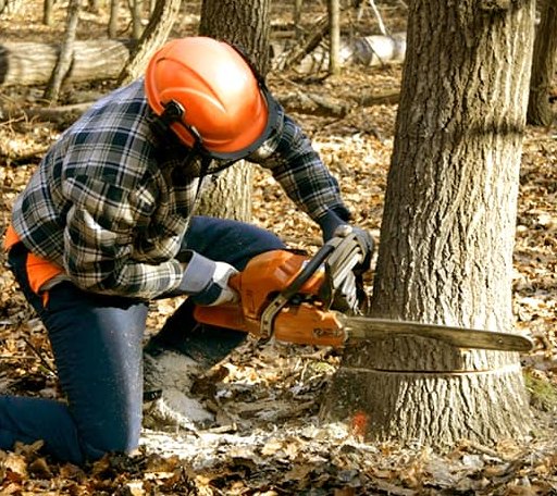 Tree Removal in Dry Creek, LA